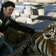Illustration for article titled This Zoo Claims To Make Tigers Friendly By Raising Them As Dogs